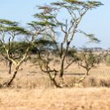 TZA MAR SerengetiNP 2016DEC24 Seronera 003 : 2016, 2016 - African Adventures, Africa, Date, December, Eastern, Mara, Month, Places, Serengeti National Park, Seronera, Tanzania, Trips, Year
